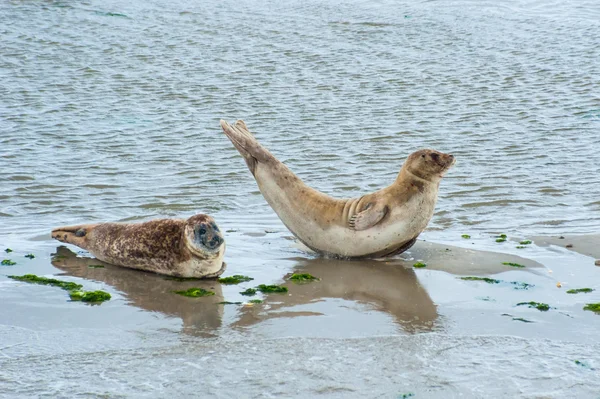 Wadden Denizi korumalı mühürler — Stok fotoğraf