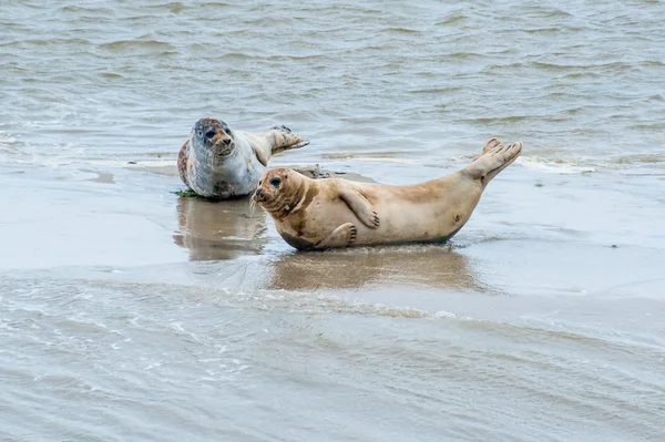 North sea seals — Stockfoto