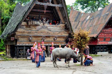  Sumatra, Endonezya - 22 Mayıs 2015: geleneksel Batak dansçıları Toba Gölü