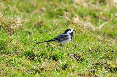 Çayırlar üzerinde alaca kuyruksallayan