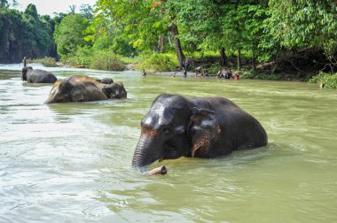 Sumatra, Endonezya - 27 Mayıs 2015: Gunung Leuser Milli Parkı Sumatra yıkanan Sumatra filleri