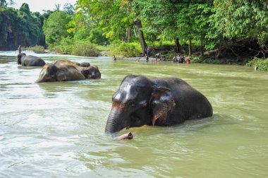 SUMATRA, INDONESIA - 27 MAY 2015: Sumatran Elephants bathing in Gunung Leuser National Park of Sumatra clipart