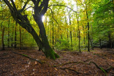 Sonbahar orman sahne güneş ayarlama