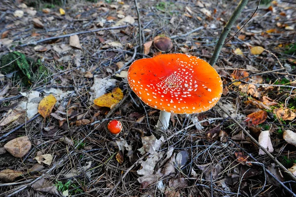 Bir ormandaki bir Hollandalı beyaz lekeli mantar closeup fotoğraf