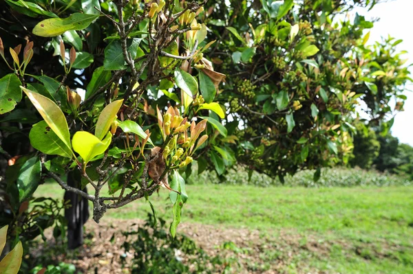 Árvore de cravo com cravos não maduros — Fotografia de Stock