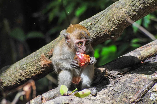 Um bebé macaco-de-sumatra a comer uma fruta — Fotografia de Stock