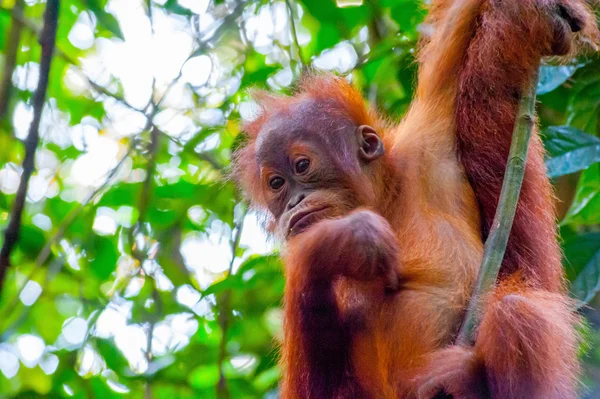 Um orangotango de Sumatra balançando em um galho de árvore — Fotografia de Stock