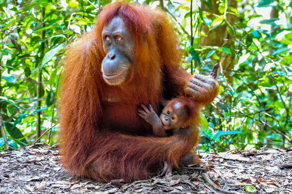 Anne Sumatra Orangutan bebeği ile