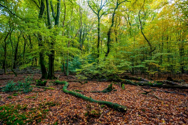 Голландська осінній ліс пейзажі з опалого листя — стокове фото