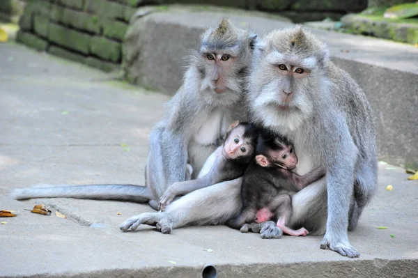 Familia de monos en Bali Templo del Bosque de Monos Sagrados —  Fotos de Stock