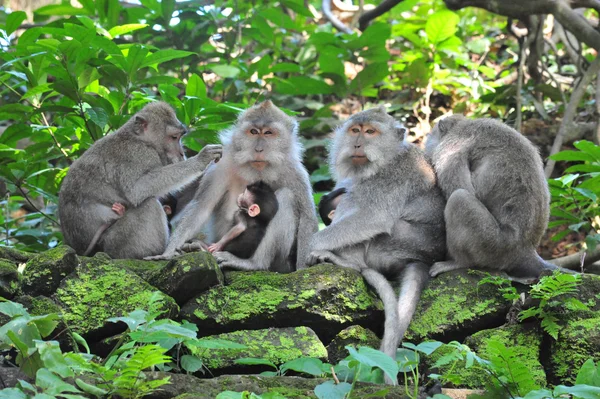 Familia de monos en Bali Templo del Bosque de Monos Sagrados —  Fotos de Stock