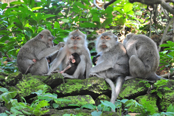 Monkey family in Bali Sacred Monkey Forest Temple