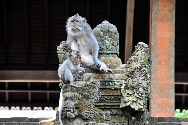 Жители Бали, священного обезьяньего леса
