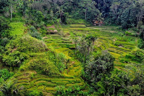 Bali gür yeşil teraslı tarım arazisi