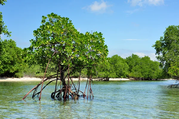 Mangrovenwald und Bäume im West Bali Taman Nationalpark — Stockfoto