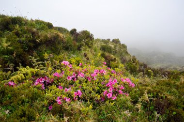 Azores Monte Escuro trekking yolu ile p doğru büyüyen çiçek