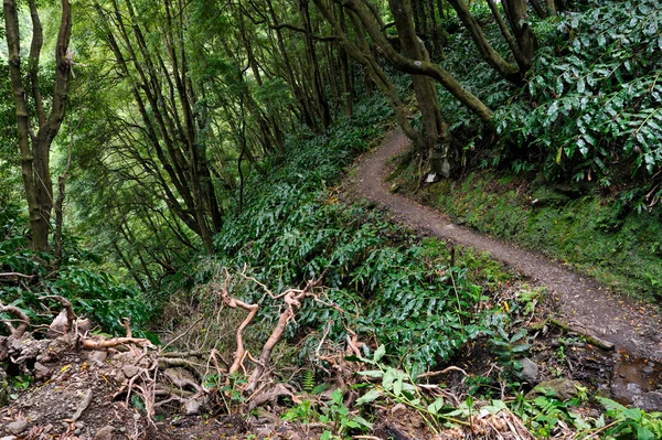 Yokuş yukarı orman sahne Azores Faial da Terra trekking PA