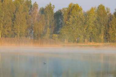 Sakin gölün üzerinde sakin bir sabah sisi ve sessizce yüzen tek bir ördek. Huzurlu sabah manzarası, yumuşak altın ışık, alçak açı, sakin göl yansıması, sisli orman arka planı, huzur ve yalnızlık kavramı.. 