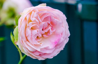 Yaz bahçesinde yumuşak doğal ışıkla açan pastel güller. Nazik çiçeklere yakın çekim, romantik ruh hali, doğal gün ışığı, sığ derinlik, bahçe makro konsepti, tazelik, sükunet