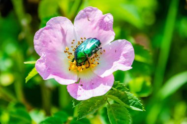 Parlak güneş ışığında pembe yaban gülünün üzerinde uzanan metalik yeşil Avrupa gül yalayıcısı. Çiçek üzerindeki böceğin makro çekimi, canlı renkler, güneşli ruh hali, doğa yakın plan, yaz bahçesi, tozlaşma konsepti