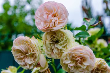 Yaz bahçesinde yumuşak doğal ışıkla açan pastel güller. Nazik çiçeklere yakın çekim, romantik ruh hali, doğal gün ışığı, sığ derinlik, bahçe makro konsepti, tazelik, sükunet