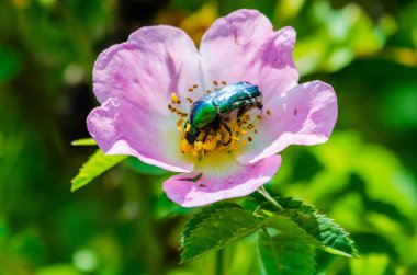 Parlak güneş ışığında pembe yaban gülünün üzerinde uzanan metalik yeşil Avrupa gül yalayıcısı. Çiçek üzerindeki böceğin makro çekimi, canlı renkler, güneşli ruh hali, doğa yakın plan, yaz bahçesi, tozlaşma konsepti