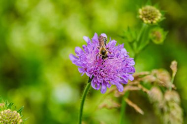 Delicate blue flower with insect resting on petal in soft morning light. Macro shot of insect on blue wildflower, soft bokeh background, natural morning scene, peaceful mood, shallow depth.