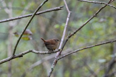 Small brown wren bird perched on thin branch in soft forest light. Delicate songbird resting on twig, natural woodland background, calm mood, eye-level shot, concept of nature beauty and wildlife observation