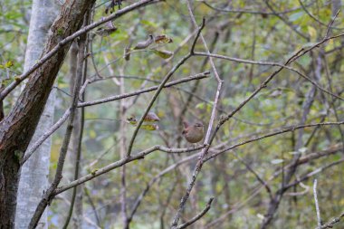 Small brown wren bird perched on thin branch in soft forest light. Delicate songbird resting on twig, natural woodland background, calm mood, eye-level shot, concept of nature beauty and wildlife observation