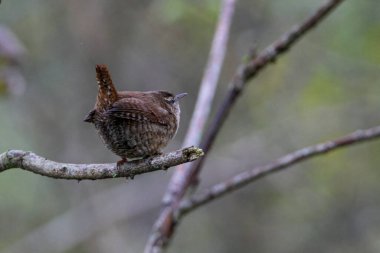 Small brown wren bird perched on thin branch in soft forest light. Delicate songbird resting on twig, natural woodland background, calm mood, eye-level shot, concept of nature beauty and wildlife observation