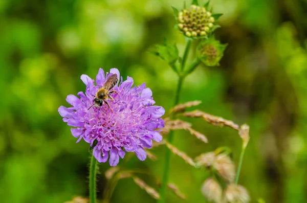 Delicate blue flower with insect resting on petal in soft morning light. Macro shot of insect on blue wildflower, soft bokeh background, natural morning scene, peaceful mood, shallow depth.
