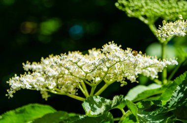 Fresh elderflower blossoms blooming under bright summer sunlight in green foliage. Close-up of white elderflower cluster in daylight, vibrant greenery, natural texture, botanical background, concept of purity and freshness