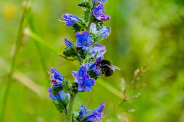 Bumblebee collecting nectar from purple wildflowers on sunny green meadow. Close-up macro shot, bright natural light, soft bokeh background, calm summer mood, pollination and biodiversity concept