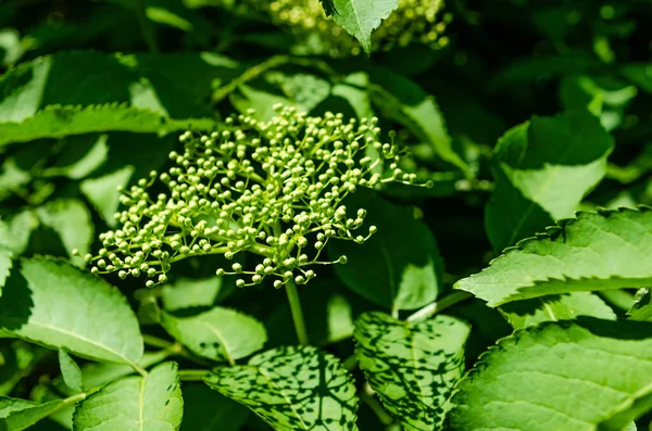 Fresh elderflower blossoms blooming under bright summer sunlight in green foliage. Close-up of white elderflower cluster in daylight, vibrant greenery, natural texture, botanical background, concept of purity and freshness