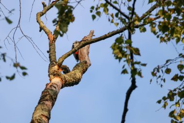 Woodpecker perched on tree branch against clear blue autumn morning sky. Low angle wildlife shot, calm and natural mood, forest environment, bird on tree, observation and stillness 