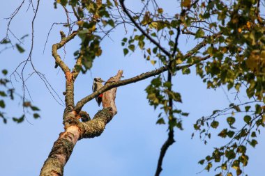 Woodpecker perched on tree branch against clear blue autumn morning sky. Low angle wildlife shot, calm and natural mood, forest environment, bird on tree, observation and stillness 