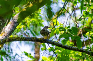Yeşil bahar yapraklarıyla çevrili yosunlu ağaç dalına tünemiş küçük Fieldfare kuşu. Düşük açılı yaban hayatı çekimi, sakin orman havası, doğal güneş ışığı yaprakların arasından süzülen, özgürlük ve doğa gözlemi kavramı