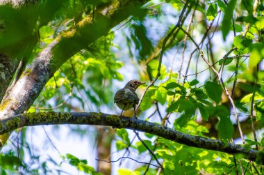 Yeşil bahar yapraklarıyla çevrili yosunlu ağaç dalına tünemiş küçük Fieldfare kuşu. Düşük açılı yaban hayatı çekimi, sakin orman havası, doğal güneş ışığı yaprakların arasından süzülen, özgürlük ve doğa gözlemi kavramı