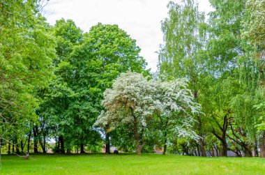 Yeşil yaz parkında, uzun ağaçlarla çevrili beyaz dikenli ağaçlar. Parkta çiçek açan dikenli ağaç manzarası, sakin yaz günü, doğal ışık, barışçıl doğa atmosferi, eko konsepti.