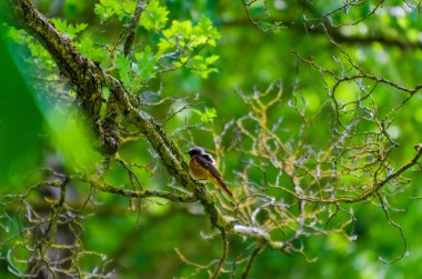 Yeşil bahar ormanındaki yosunlu ağaç dalında dinlenen küçük kızıl bir kuş. Yosun kaplı daldaki renkli kırmızı-başlangıç kuşunun yakın çekimi, sığ derinlik, barışçıl ruh hali, vahşi yaşam ve doğa fotoğrafçılığı konsepti