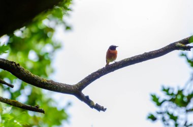Yeşil bahar ormanındaki yosunlu ağaç dalında dinlenen küçük kızıl bir kuş. Yosun kaplı daldaki renkli kırmızı-başlangıç kuşunun yakın çekimi, sığ derinlik, barışçıl ruh hali, vahşi yaşam ve doğa fotoğrafçılığı konsepti