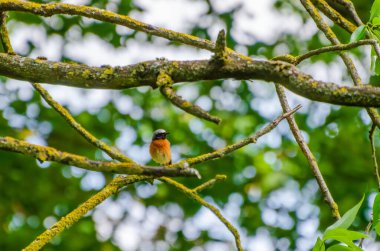Yeşil bahar ormanındaki yosunlu ağaç dalında dinlenen küçük kızıl bir kuş. Yosun kaplı daldaki renkli kırmızı-başlangıç kuşunun yakın çekimi, sığ derinlik, barışçıl ruh hali, vahşi yaşam ve doğa fotoğrafçılığı konsepti