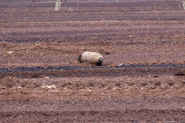 Tarla sürme mevsiminde kırsal arazide patlamamış savaş bombası bulundu. Savaş sonrası tehlike ve güvenlik tepkisi gibi ıssız topraklarda terk edilmiş savaş kalıntıları bulundu.