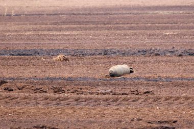 Tarla sürme mevsiminde kırsal arazide patlamamış savaş bombası bulundu. Savaş sonrası tehlike ve güvenlik tepkisi gibi ıssız topraklarda terk edilmiş savaş kalıntıları bulundu.