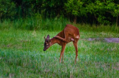 Yeşil çayırda dikilen yavru geyik merakla kameraya bakıyor. Doğal çayır habitatında vahşi geyik, sakin bir yaz akşamı, alçak açılı vahşi yaşam fotoğrafı, huzurlu doğa ve hayvan hayatı konsepti