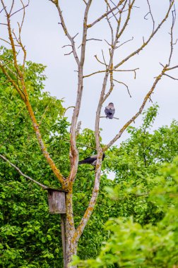 Eski ahşap kuş evinin yakınındaki ağaç dallarında dinlenen iki kukuletalı karga. İki karga kuş yuvalı kuru ağaca tünemiş, sakin doğa manzarası, alçak açı, kırsal ortam, birlikte yaşama ve vahşi yaşam kavramı.