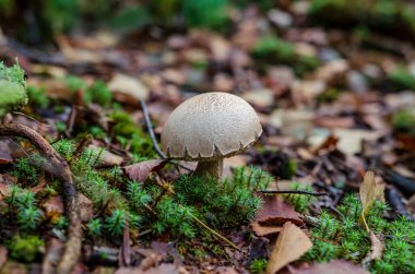 Yeşil yosun ve sonbahar yaprakları arasında büyüyen tek kahverengi orman mantarı. Doğal orman ortamında vahşi bir mantarın yakın çekimi, sonbahar renkleri, sakin atmosfer, makro doğa fotoğrafçılık konsepti