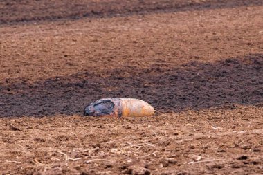 Tarla sürme mevsiminde kırsal arazide patlamamış savaş bombası bulundu. Savaş sonrası tehlike ve güvenlik tepkisi gibi ıssız topraklarda terk edilmiş savaş kalıntıları bulundu.