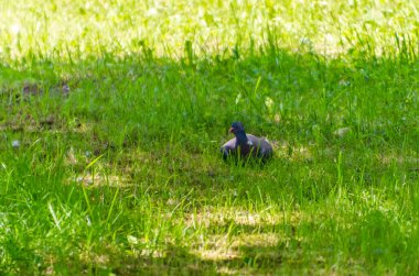 Orman güvercini, güneşli doğal çayırlarda taze yeşil çimlerde yürüyor. Yaban güvercinleri parlak çimlerde avlanıyor, otlaktaki huzurlu vahşi yaşam sahnesi, doğa davranışı, bahar havası, kuş izleme ve ekoloji konsepti.
