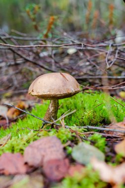 Sonbahar ormanlarında yosunlu zeminde yetişen vahşi orman mantarı. Yosunlu orman zemininde mantar manzarası, sakin sonbahar havası, dokunulmamış doğa, yiyecek arama, biyolojik çeşitlilik, sürdürülebilir vahşi yiyecek konsepti.